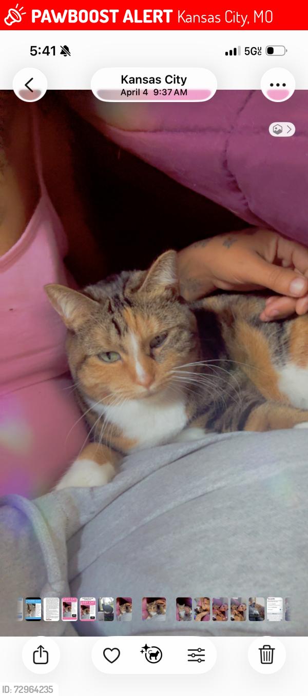 Lost Female Cat last seen Near norton ave Kansas City Missouri, Kansas City, MO 64127