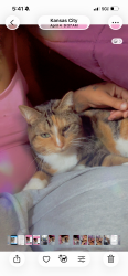 Lost Female Cat last seen Near norton ave Kansas City Missouri, Kansas City, MO 64127