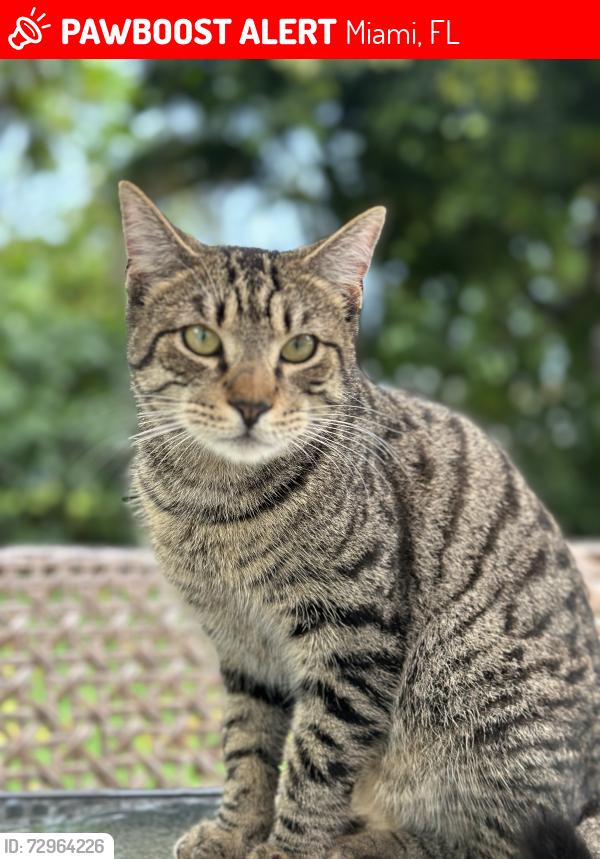 Lost Male Cat last seen 16th Street SW, Miami, FL 33145