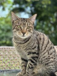 Lost Male Cat last seen 16th Street SW, Miami, FL 33145