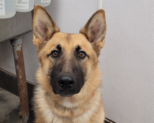Shelter Stray Female Dog last seen , Tucson, AZ 85745