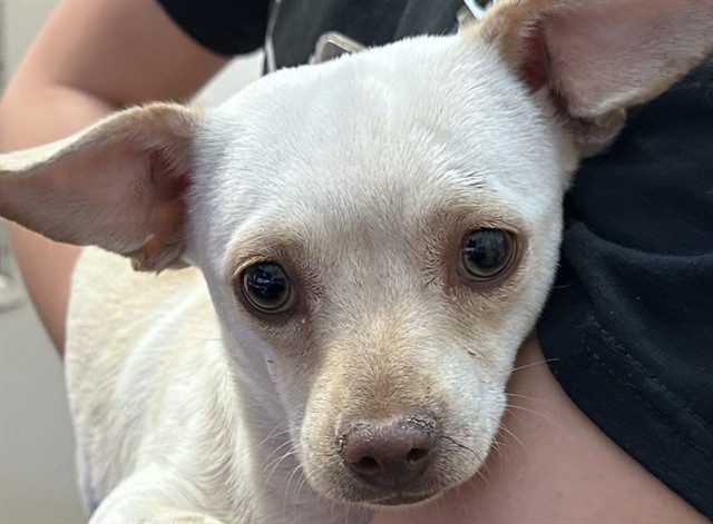 Shelter Stray Female Dog last seen , Tucson, AZ 85745