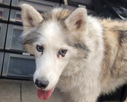 Shelter Stray Female Dog last seen , Tucson, AZ 85745
