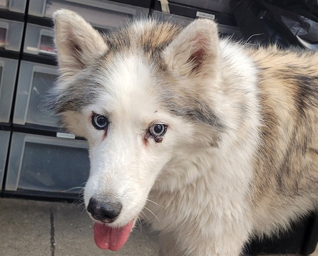 Shelter Stray Female Dog last seen , Tucson, AZ 85745