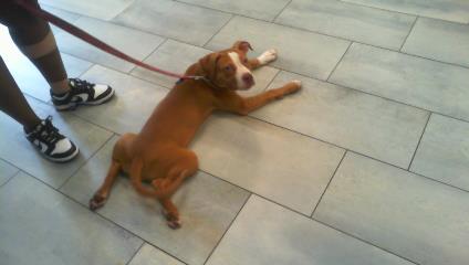 Shelter Stray Female Dog last seen CHARLOTTE, Charlotte, NC 28217
