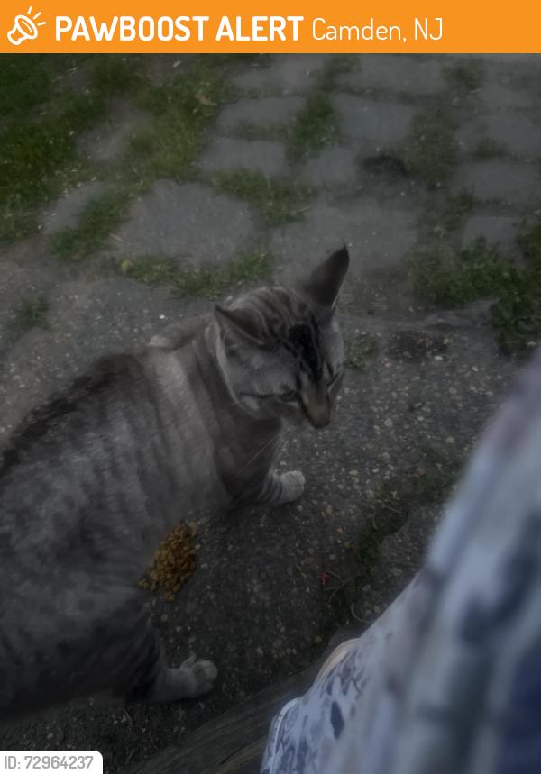 Found/Stray Male Cat last seen Chesapeake , Camden, NJ 08104