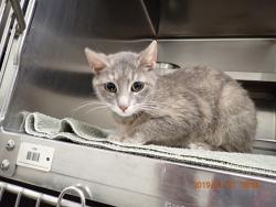 Shelter Stray Female Cat last seen ST PETERS, St. Peters, MO 63376