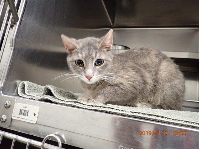 Shelter Stray Female Cat last seen ST PETERS, St. Peters, MO 63376