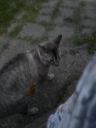 Found/Stray Male Cat last seen Chesapeake , Camden, NJ 08104