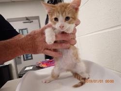 Shelter Stray Male Cat last seen COTTLEVILLE, St. Peters, MO 63376
