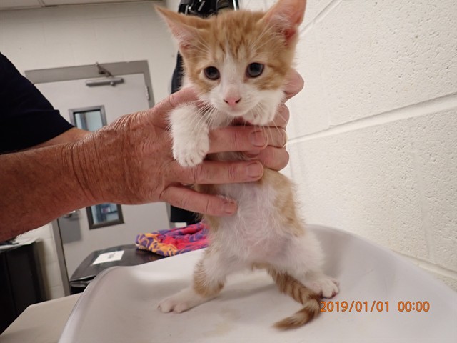 Shelter Stray Male Cat last seen COTTLEVILLE, St. Peters, MO 63376