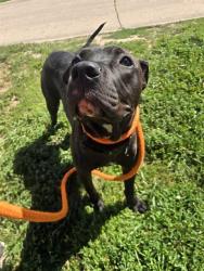 Shelter Stray Female Dog last seen OAKCREST AVE/63136, Olivette, MO 63132