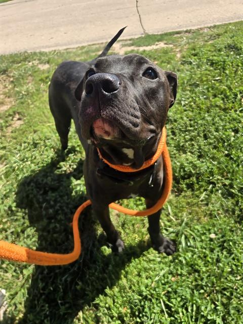 Shelter Stray Female Dog last seen OAKCREST AVE/63136, Olivette, MO 63132