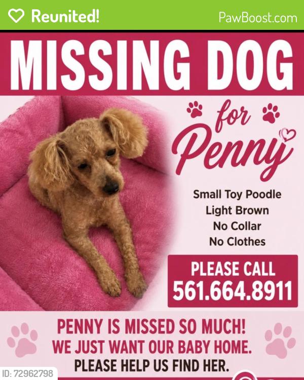 Reunited Female Dog last seen Petters road, Plantation, FL 33317