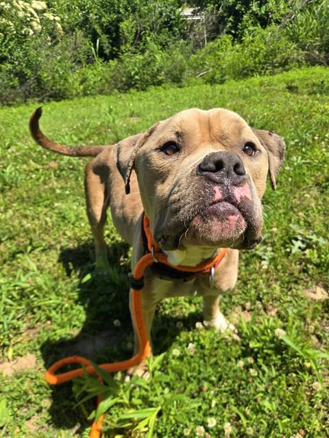 Shelter Stray Male Dog last seen EUNICE AVE/SAPPHIRE AVE,63136, Olivette, MO 63132