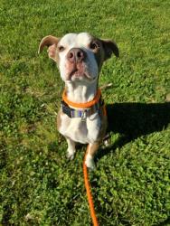 Shelter Stray Male Dog last seen NORTH WARSON AND RUCKERT, Olivette, MO 63132
