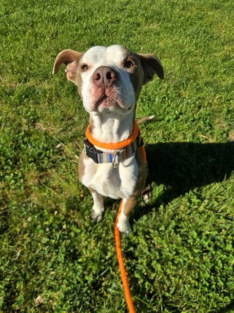 Shelter Stray Male Dog last seen NORTH WARSON AND RUCKERT, Olivette, MO 63132