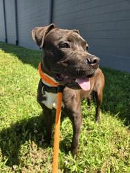 Shelter Stray Male Dog last seen Near BLOCK OF HABECKING, Olivette, MO 63132