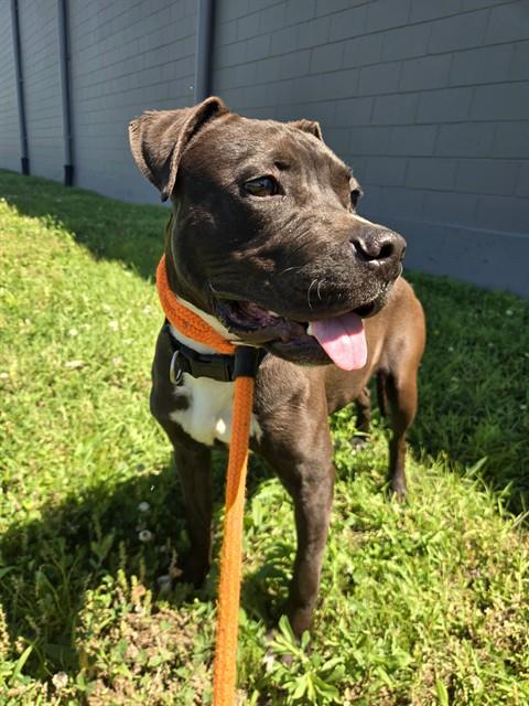 Shelter Stray Male Dog last seen Near BLOCK OF HABECKING, Olivette, MO 63132
