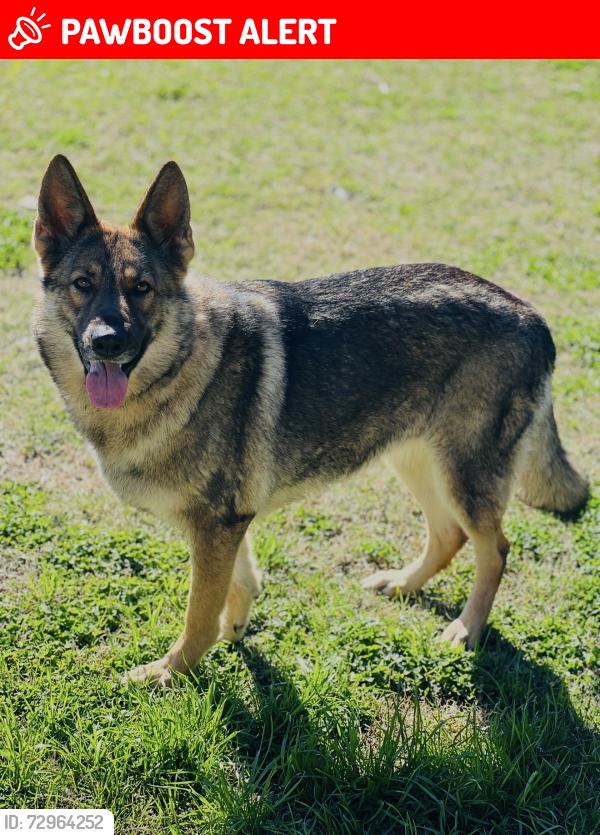 Lost Female Dog last seen Sanders rd, Johnston County, NC 27501