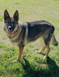 Lost Female Dog last seen Sanders rd, Johnston County, NC 27501
