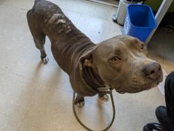 Shelter Stray Female Dog last seen Near BLOCK SW 151ST ST, BURIEN WA 98166, Kent, WA 98032