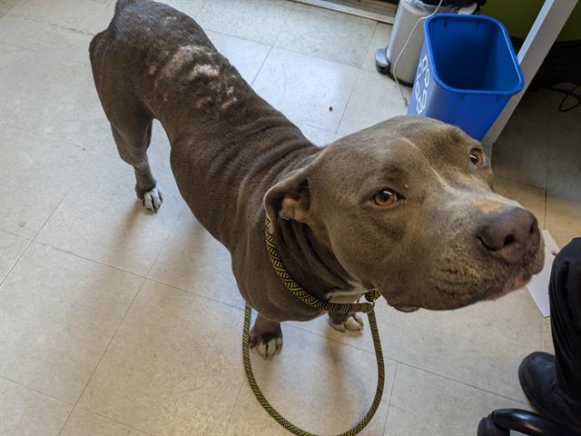 Shelter Stray Female Dog last seen Near BLOCK SW 151ST ST, BURIEN WA 98166, Kent, WA 98032
