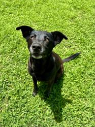 Reunited Female Dog last seen Vimy Ridge and Germania near DG Market, Alexander, AR 72002