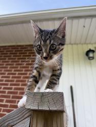 Lost Male Cat last seen Delano Street, Durham, NC 27703