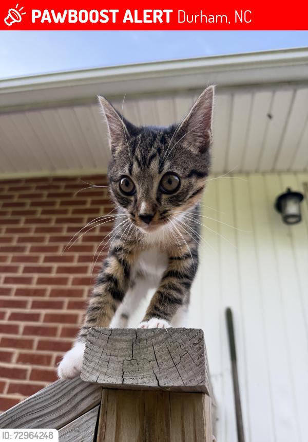 Lost Male Cat last seen Delano Street, Durham, NC 27703