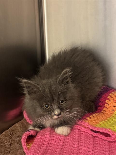 Shelter Stray Female Cat last seen Near BLOCK S BOULDER PINES, Salt Lake City, UT 84120