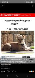 Lost Female Dog last seen Hilltop and napel , Chula Vista, CA 91911