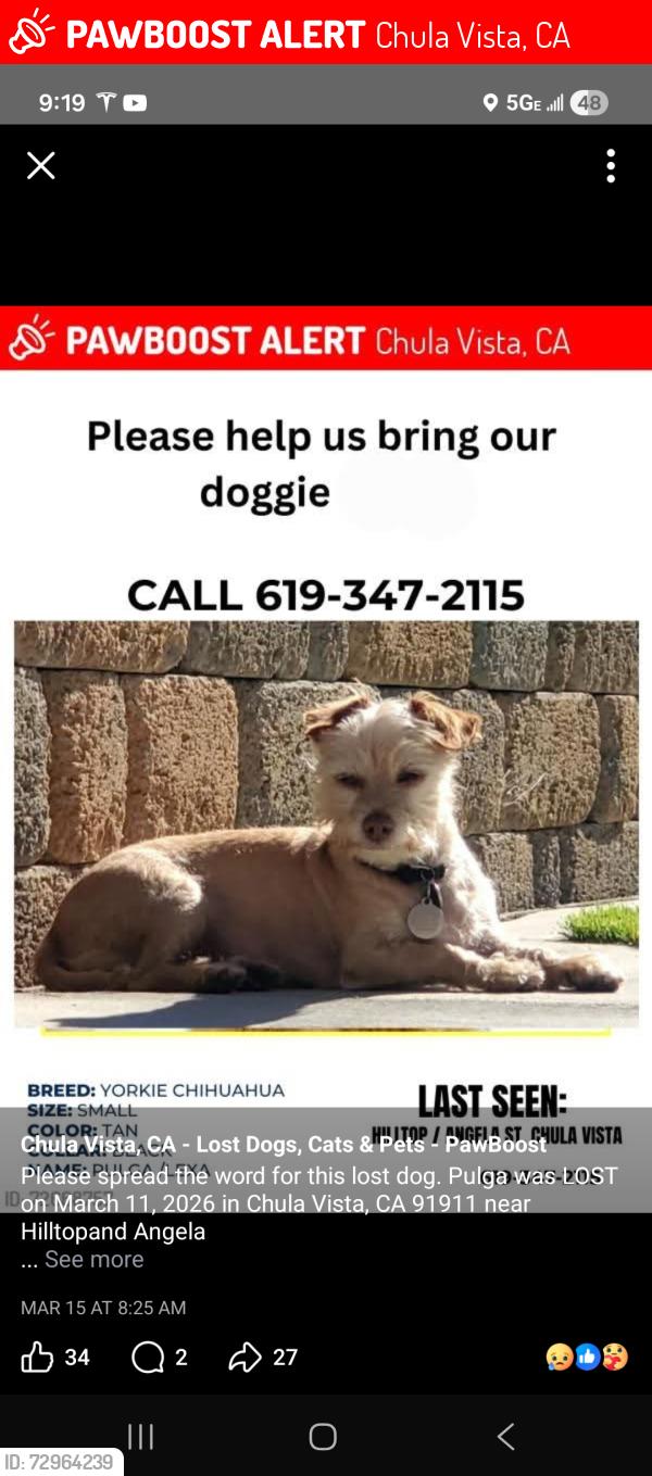 Lost Female Dog last seen Hilltop and napel , Chula Vista, CA 91911