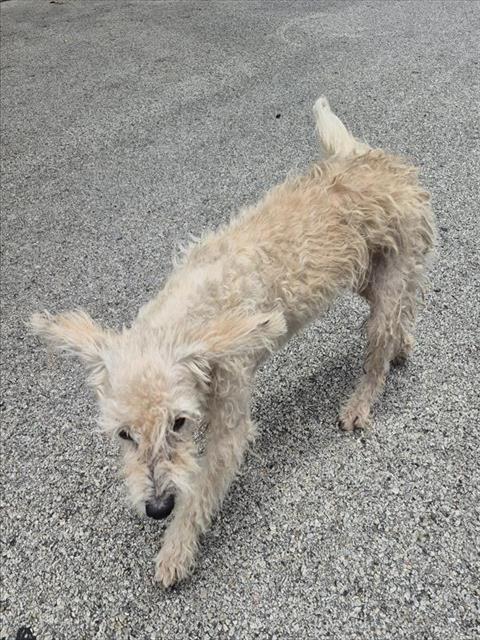 Shelter Stray Male Dog last seen PIPERS CREST, San Antonio, TX 78227
