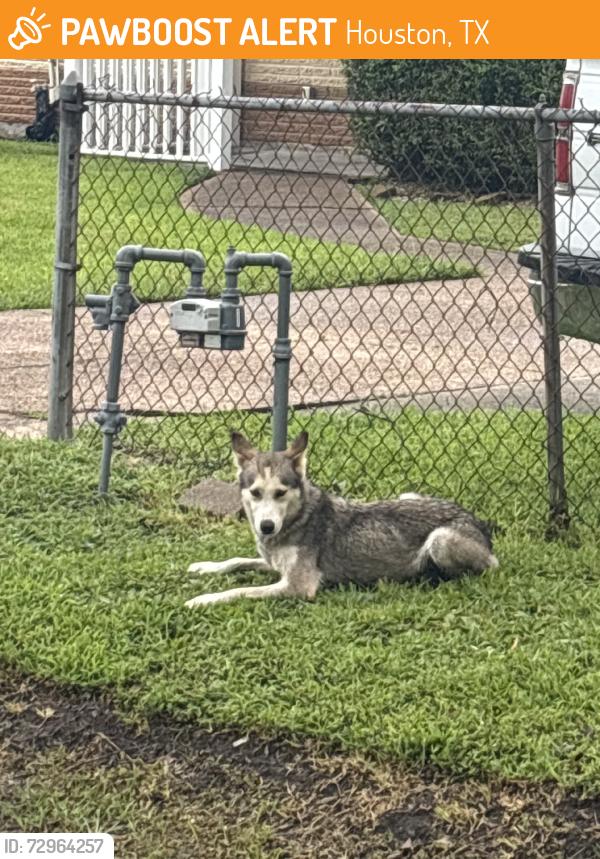Found/Stray Unknown Dog last seen By the school, Houston, TX 77028