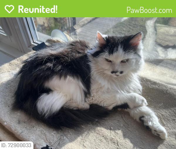 Reunited Female Cat last seen Near Rue Millar, Saint-Laurent, QC H4L 3H4, Canada, Montréal, QC H4L 3H4