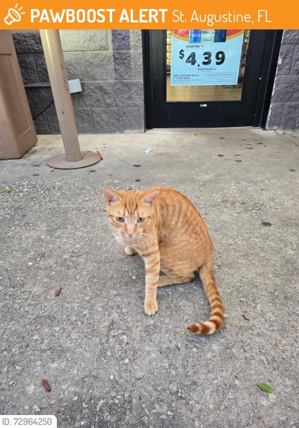 Found/Stray Unknown Cat last seen Near hiway, St. Augustine, FL 32085