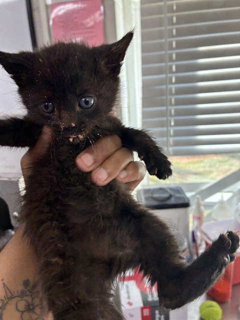 Shelter Stray Female Cat last seen LITHIA SPRINGS RD, Shelby, NC 28150