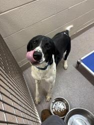 Shelter Stray Male Dog last seen , Shelby, NC 28150