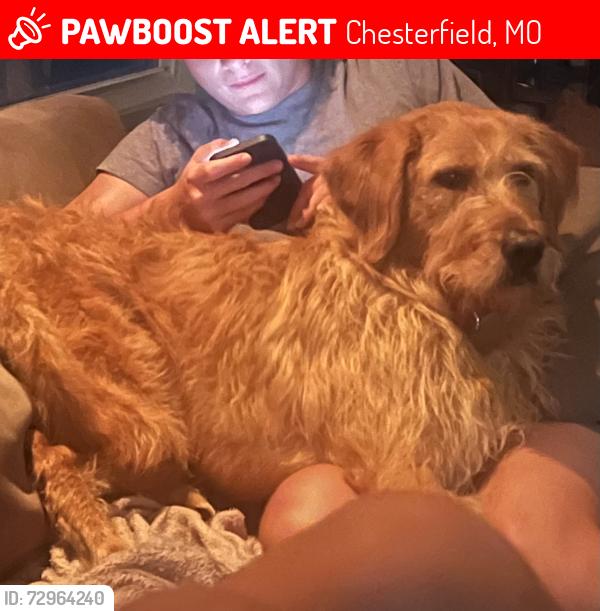 Lost Male Dog last seen Schoettler Valley and Highcroft Drive, Chesterfield, MO 63017