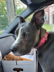 Found/Stray Female Dog last seen Bosworth & Thrush, Cleveland, OH 44111