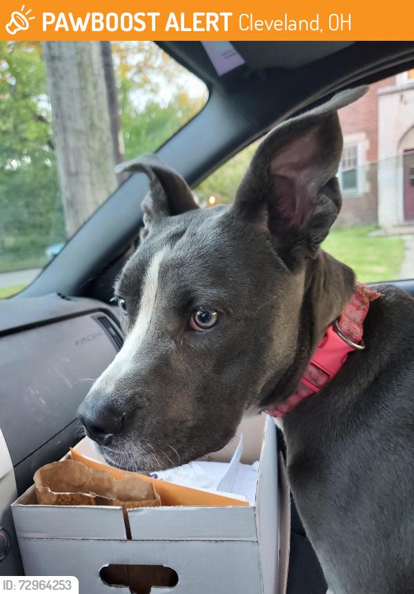 Found/Stray Female Dog last seen Bosworth & Thrush, Cleveland, OH 44111