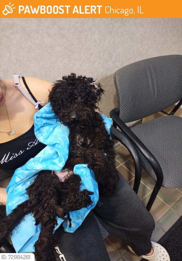 Found/Stray Male Dog last seen Harlem and Fullerton, Chicago, IL 60707