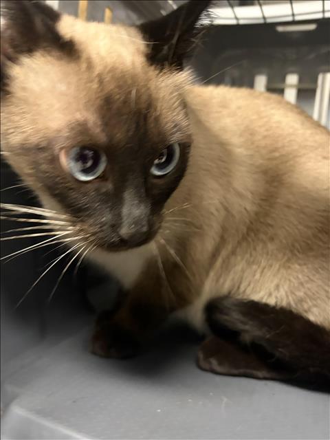 Shelter Stray Female Cat last seen , Los Angeles, CA 90025