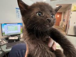 Shelter Stray Female Cat last seen , Los Angeles, CA 90025