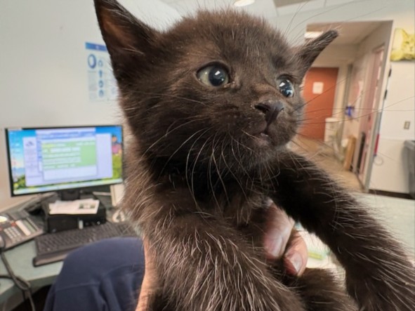 Shelter Stray Female Cat last seen , Los Angeles, CA 90025