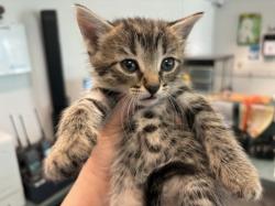 Shelter Stray Female Cat last seen , Los Angeles, CA 90025