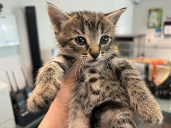 Shelter Stray Female Cat last seen , Los Angeles, CA 90025