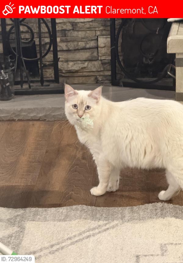 Lost Female Cat last seen Baseline Avenue, Claremont, CA 91711