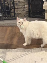 Lost Female Cat last seen Baseline Avenue, Claremont, CA 91711